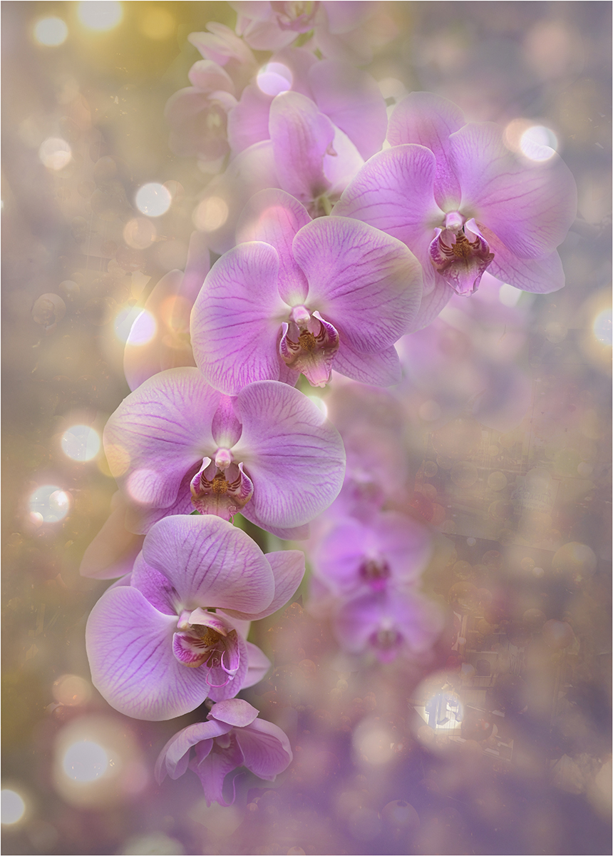 Yakubova Valentina Pink Orhids Pictorial   Class A 20260415